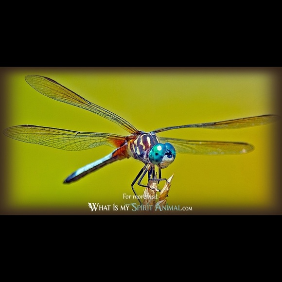 Meet your Posher, Suz - Picture 1 of 2